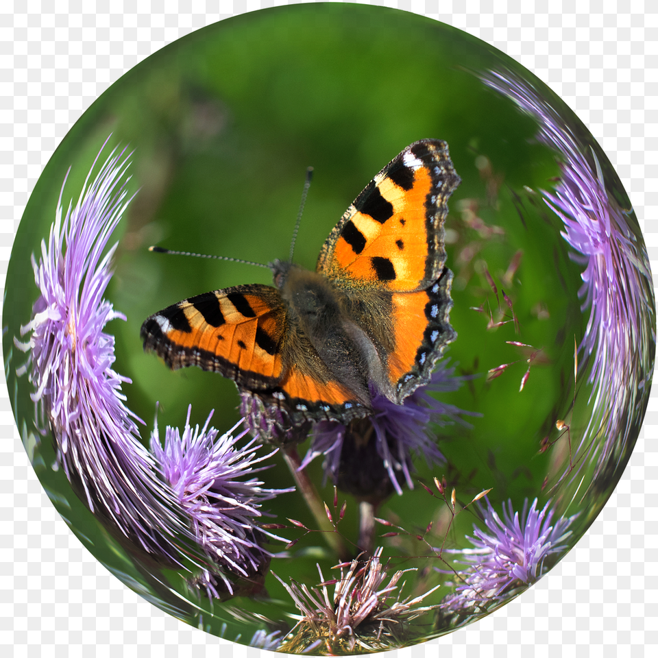 Bola De Cristal Bola Mariposa Carey Cardo Butterfly In A Glass Ball, Flower, Plant, Animal, Insect Png Image