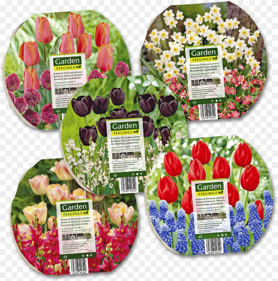 Bolbos De Flores Em Tabuleiro 10 Mini Narcisses 39minnow39 Willemse, Flower, Petal, Plant, Herbal Png Image