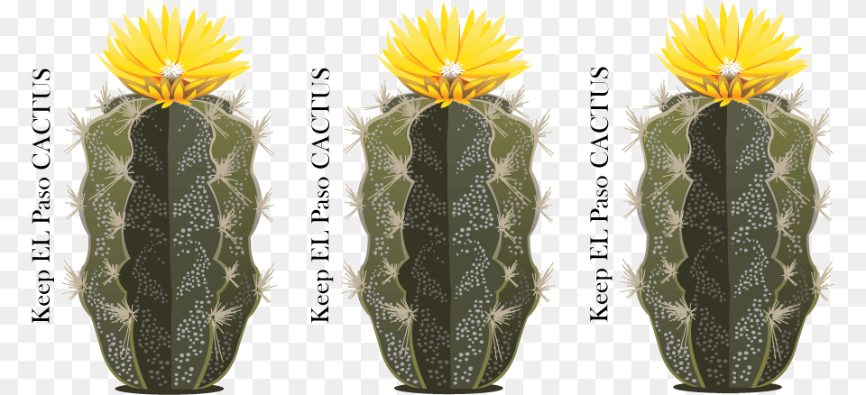 Bold Playful Vector Design For Drennan Enterprises Hedgehog Cactus, Plant Free Png Download