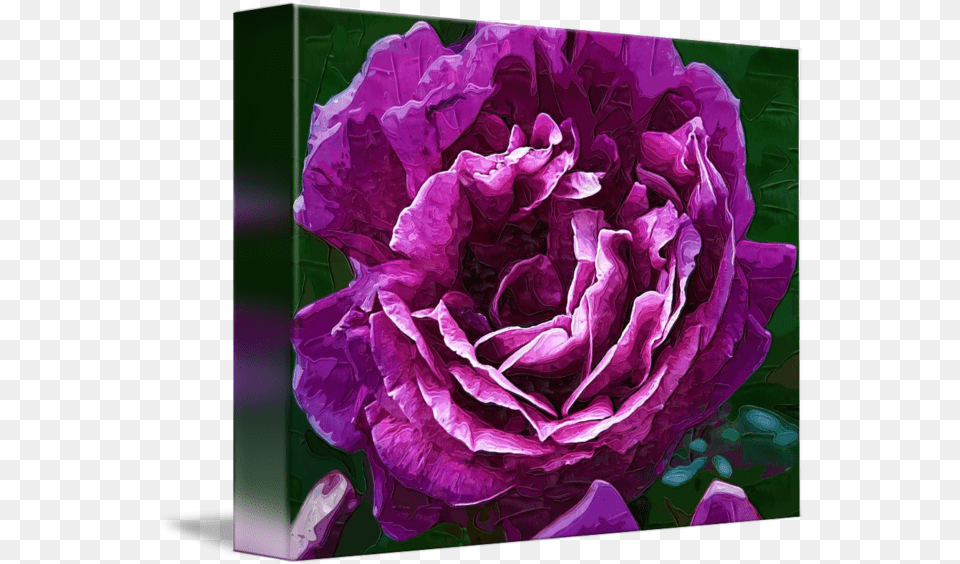Bold Purple Rose Bloom By Kirt Tisdale Hybrid Tea Rose, Flower, Plant, Geranium, Petal Png
