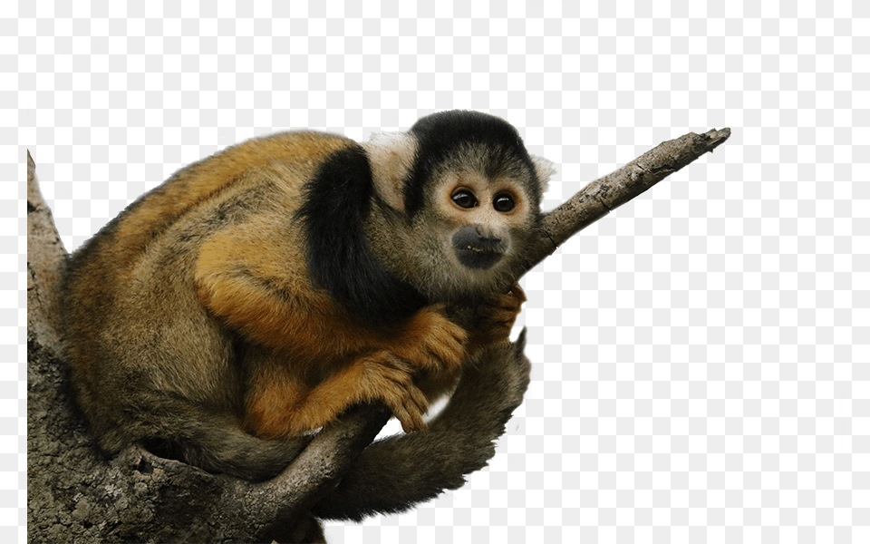 Bolivian Squirrel Monkey Spider Monkey, Animal, Mammal, Wildlife Png Image