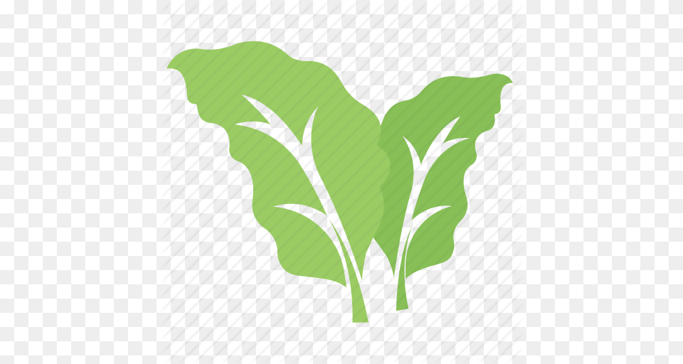 Bolleana Poplar Leaves Foliage Green Leaves Leaves Tree Leaf Icon, Plant, Tobacco, Vegetation Free Png Download