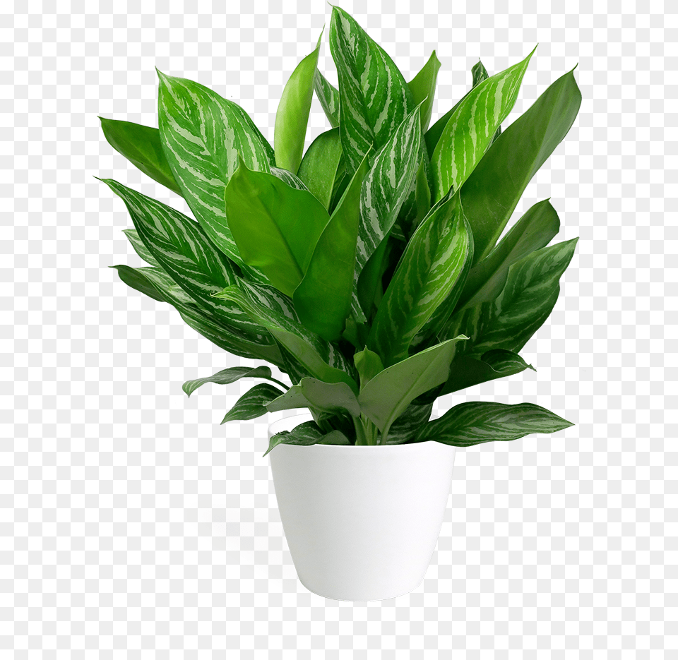 Bolshie Komnatnie Cveti, Jar, Leaf, Plant, Planter Png Image