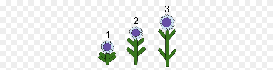 Bolting, Daisy, Flower, Plant, Anemone Free Png Download