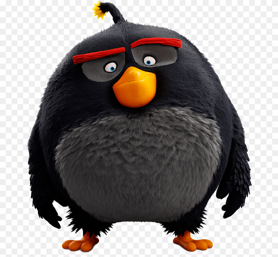 Bomb Movie Angry Birds Characters, Animal, Bird, Blackbird, Beak Png