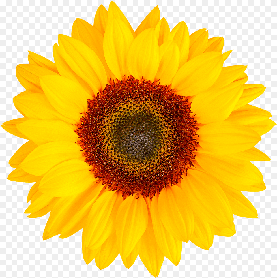 Bombardier In Dry Land And Irrigated Sunflower Herbal Flowers, Flower, Plant, Daisy Free Transparent Png