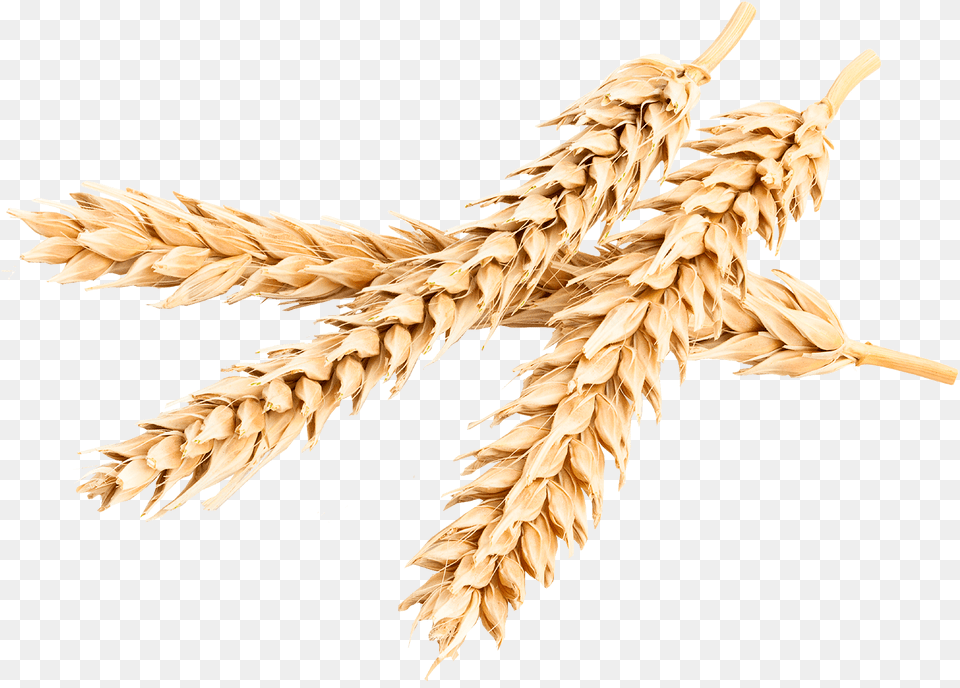 Bombardier Protein Khorasan Wheat, Food, Grain, Produce, Animal Free Png Download