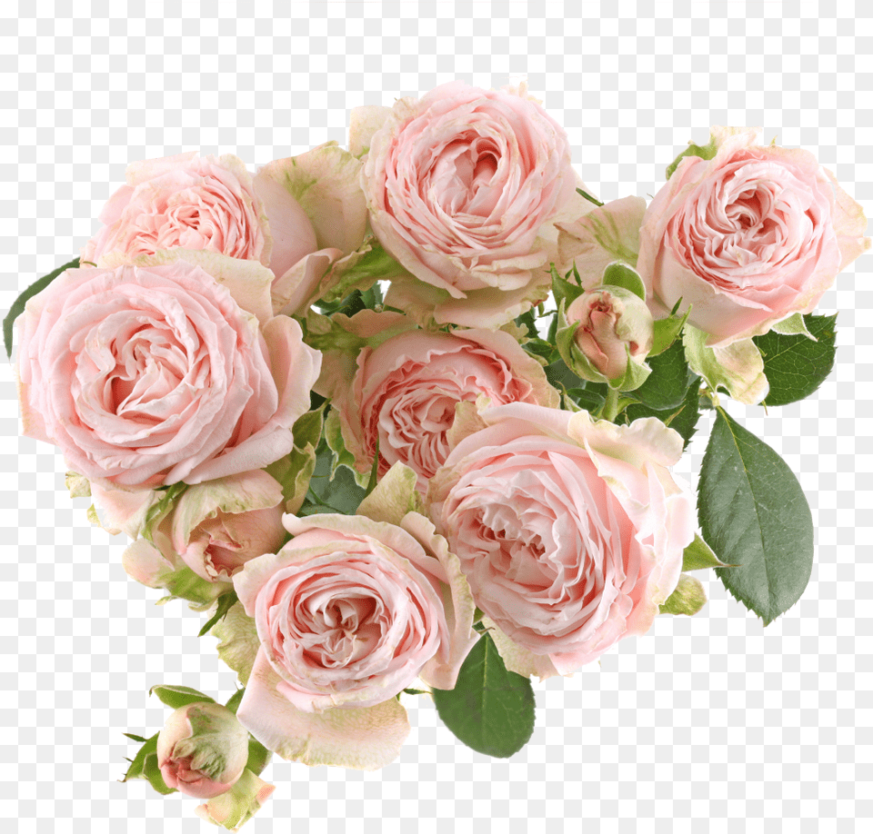 Bombastic Rose, Plant, Flower, Flower Arrangement, Flower Bouquet Png