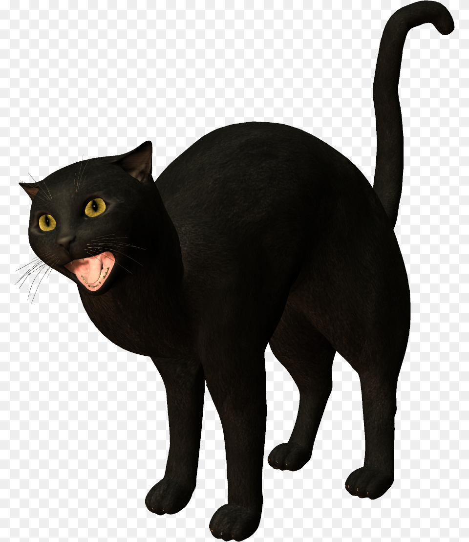 Bombay Cat Burmese Korat Black Black Cat, Animal, Mammal, Pet, Black Cat Png