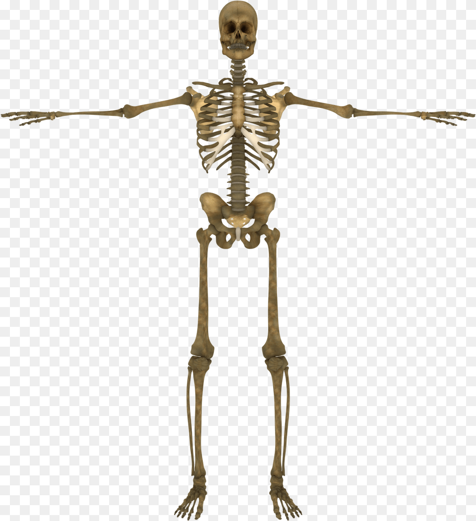 Bone, Skeleton, Person Png Image