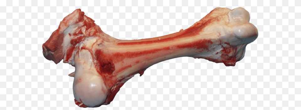 Bone, Animal, Fish, Sea Life, Food Free Transparent Png