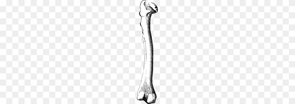 Bone Png Image
