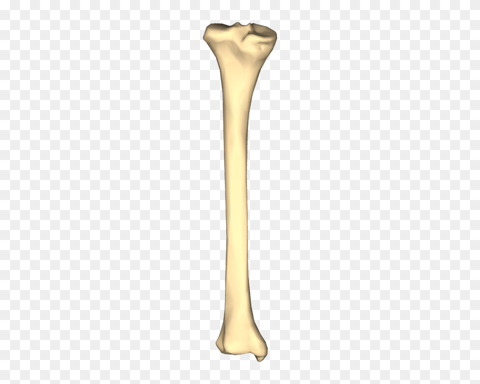 Bone, Cutlery, Spoon Free Transparent Png