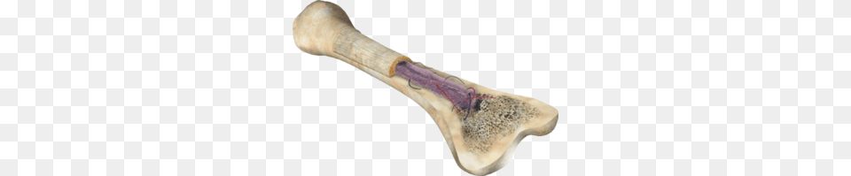 Bone, Cutlery, Spoon, Smoke Pipe Free Png Download