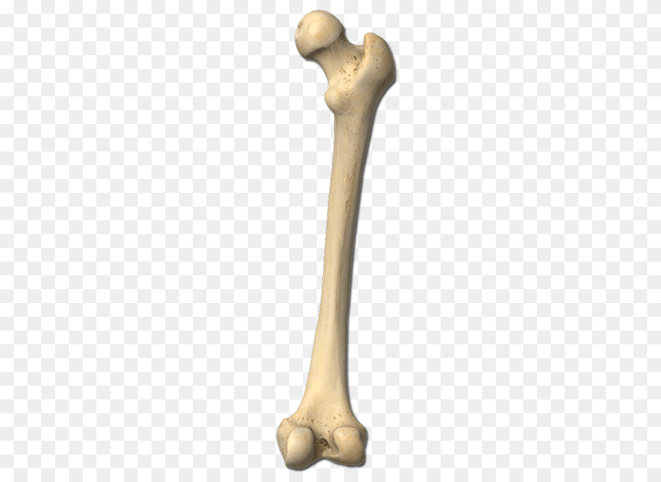 Bone, Electronics, Hardware Png Image