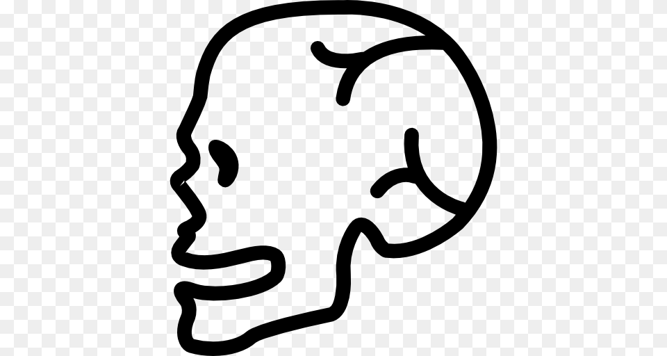 Bone Body Parts Skull Bones Skulls Human Body Head Side, Gray Free Png Download