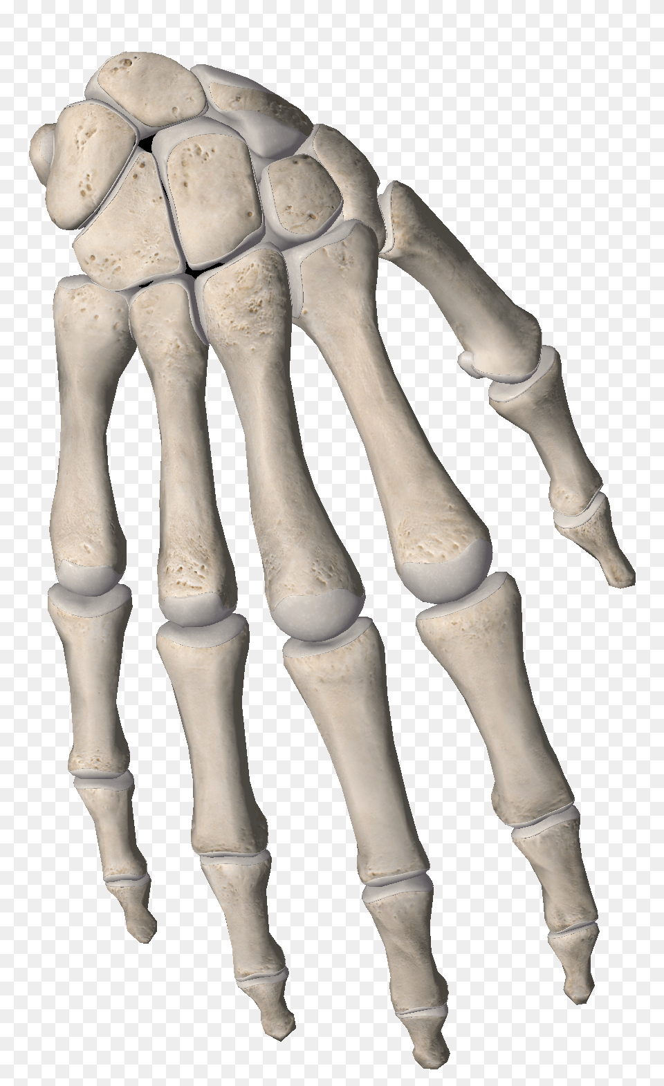 Bone Bones Phalanges Fingers Hand Hands Skeleton Bone, Electronics, Hardware, Clothing, Hosiery Free Png Download