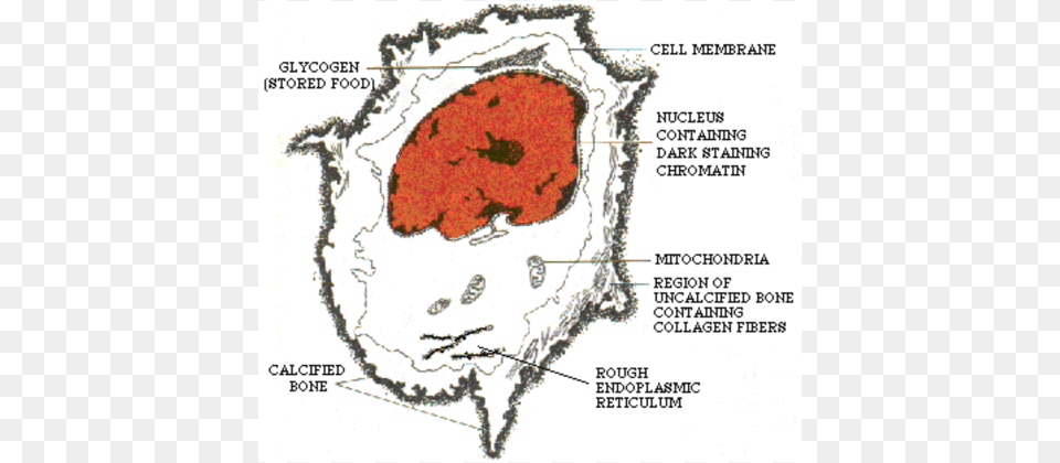 Bone Cell Diagram, Chart, Plot, Outdoors Free Png Download