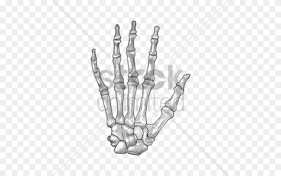 Bone Clipart Hand Bone Hand Holding Hand Skeleton, Lighting, Text Free Transparent Png