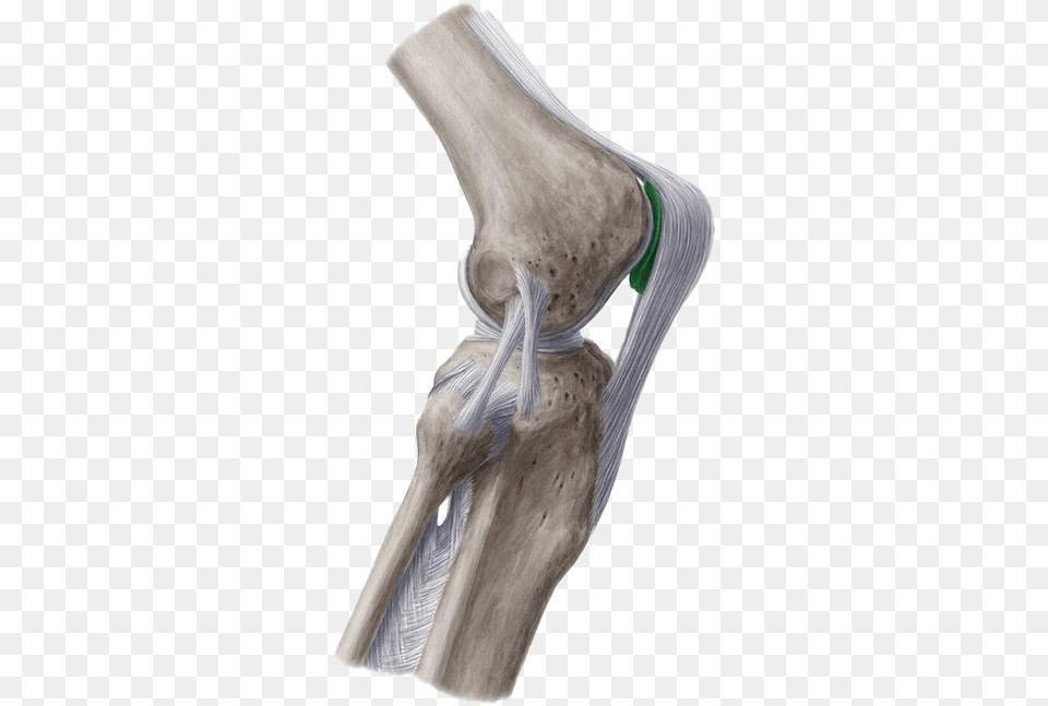 Bone Images Ligamentum Patellae, Footwear, Clothing, Shoe, Ct Scan Free Png Download