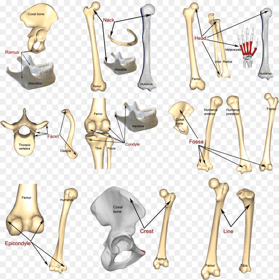 Bone Markings, Adult, Male, Man, Person Png