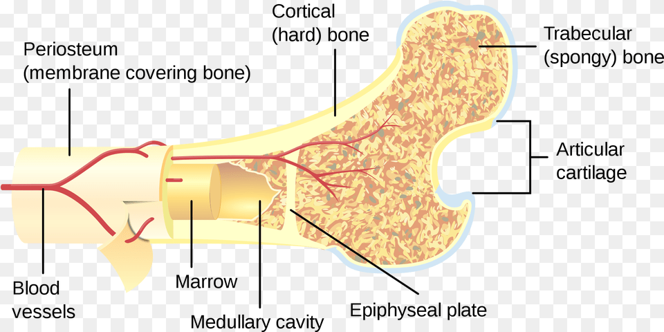 Bone Marrow Made, Ct Scan, Smoke Pipe Png Image