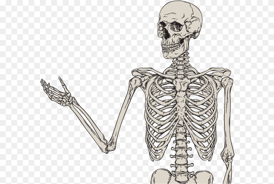 Bone Trivia Bone Orthopedic, Skeleton, Adult, Male, Man Png Image