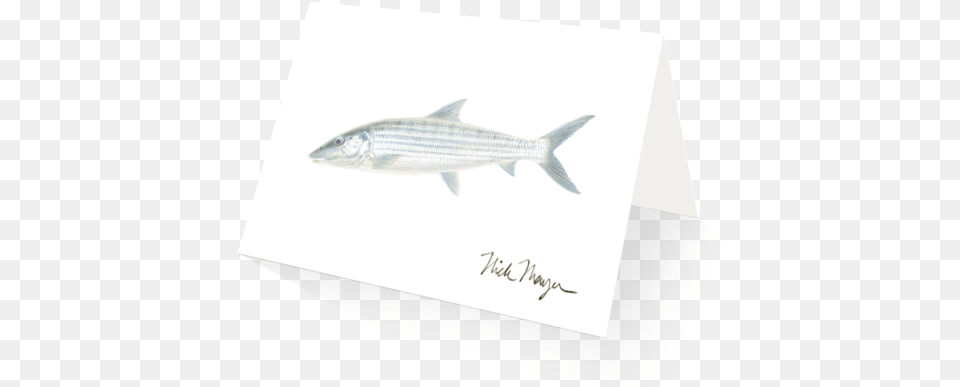 Bonefish Boxed Cards Cypriniformes, Animal, Fish, Food, Mullet Fish Png