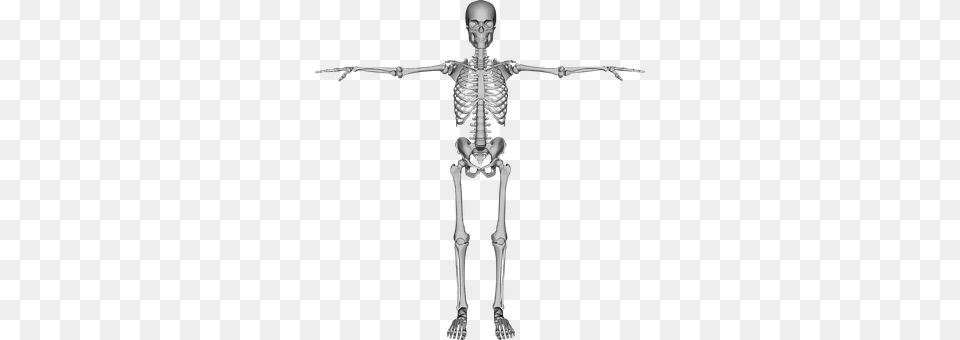 Bones Skeleton, Person Png