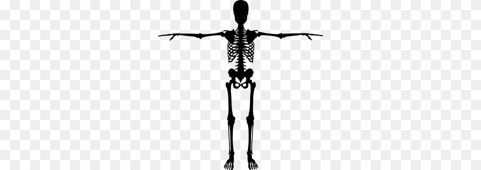 Bones Gray Free Png