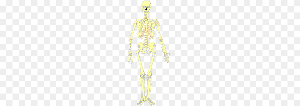 Bones Skeleton, Person Free Png Download