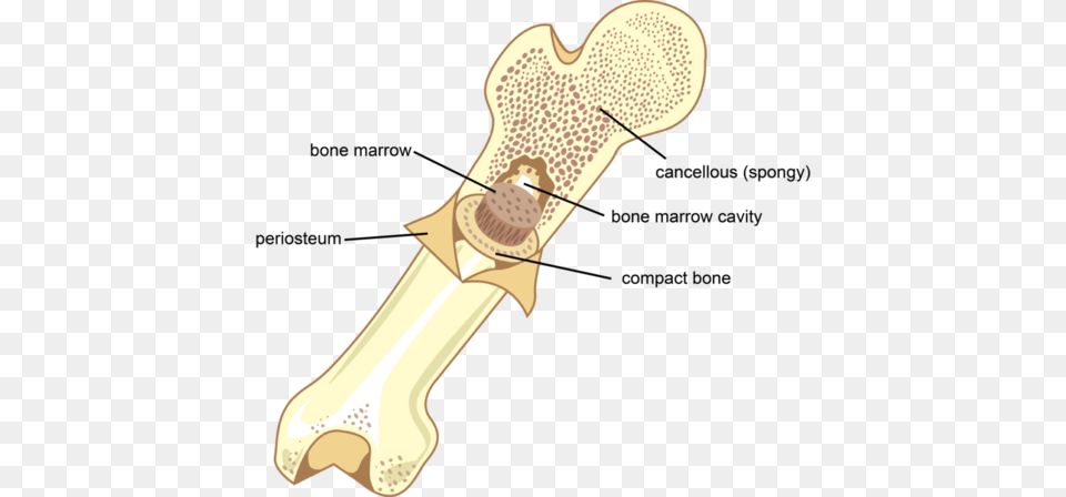 Bones Are The Most Important Part Of The Skeletal System Skeletal System, Smoke Pipe Free Png