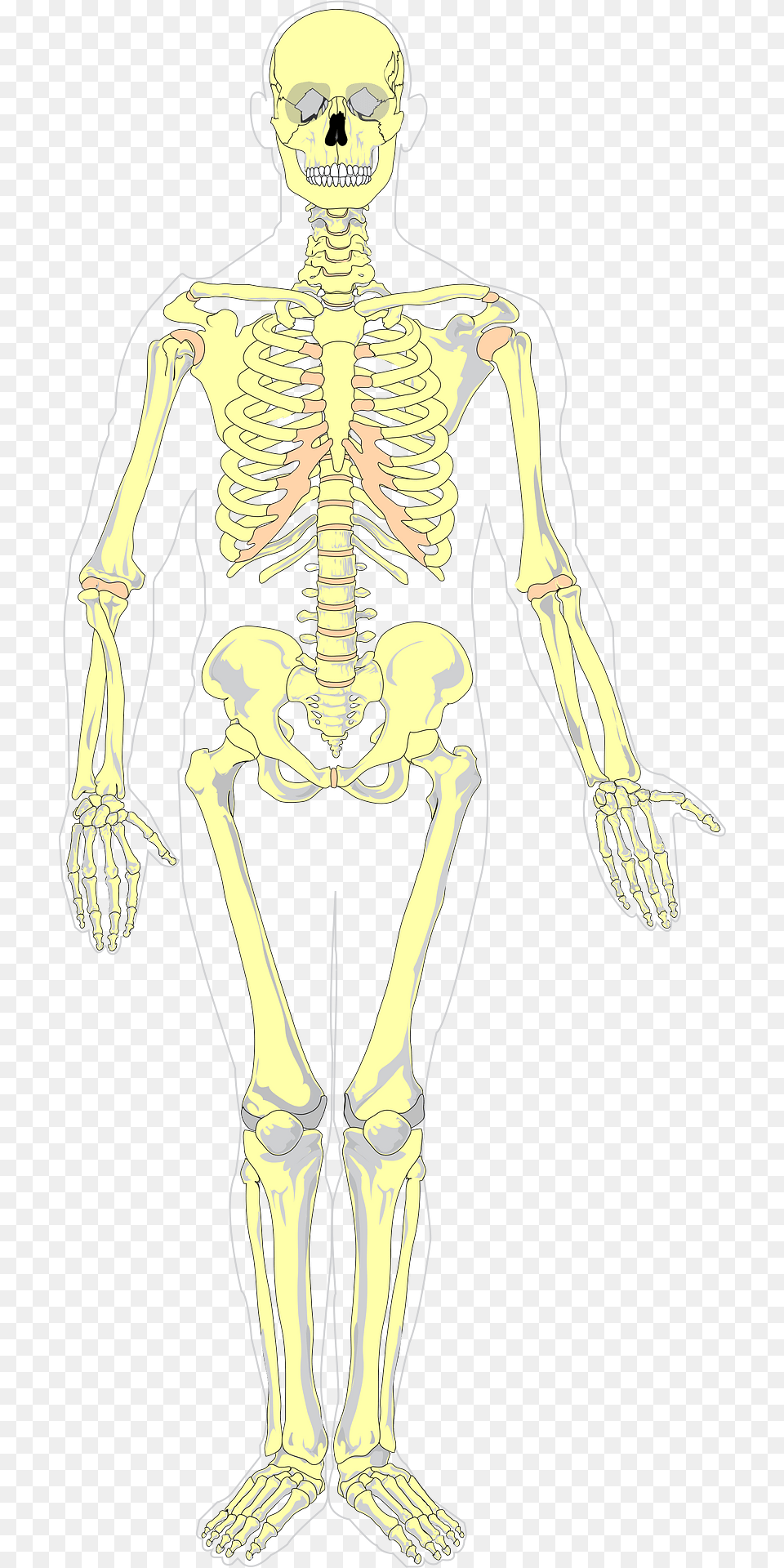 Bones Clipart, Skeleton, Person, Face, Head Free Png