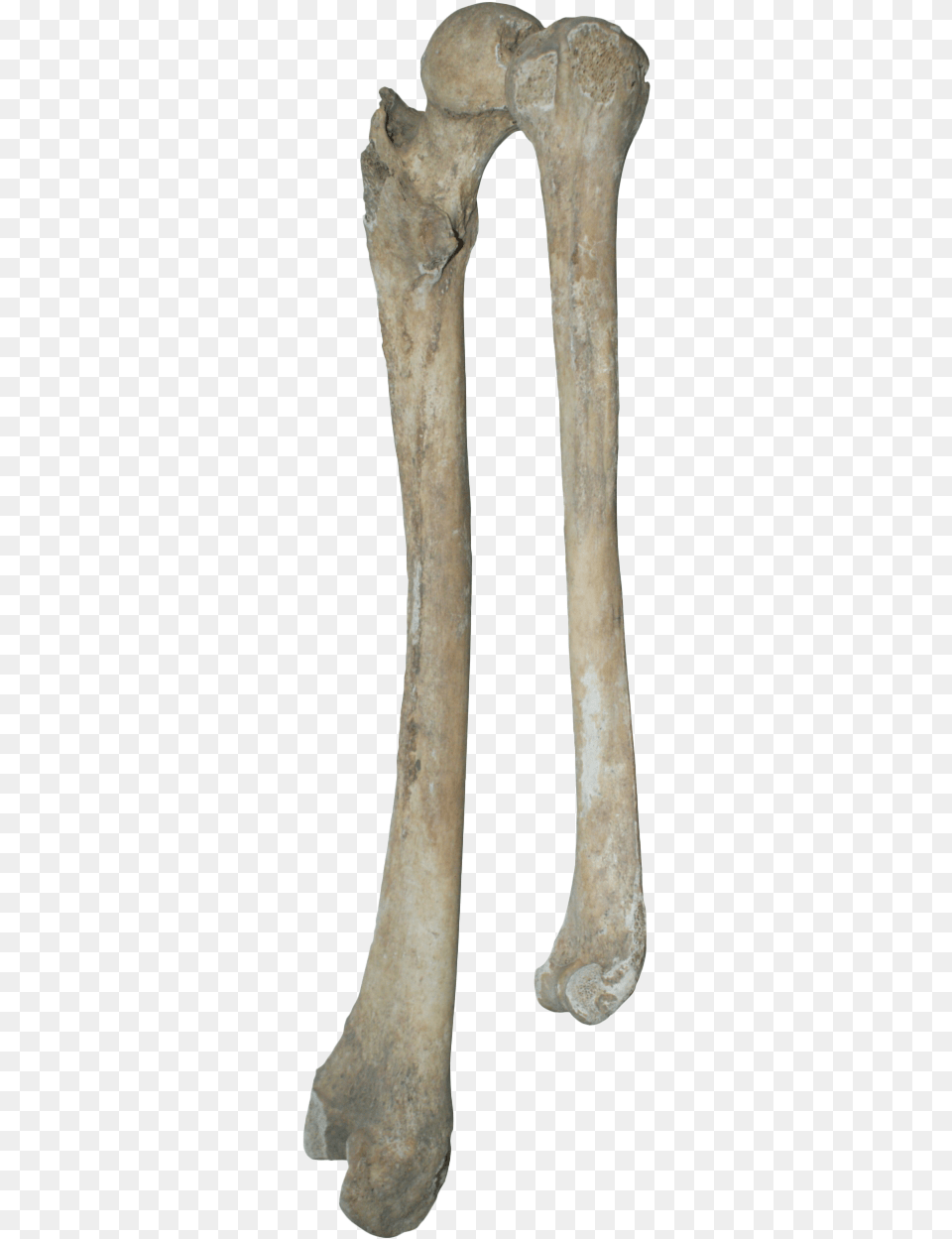 Bones Clipart Bones, Archaeology Free Png Download