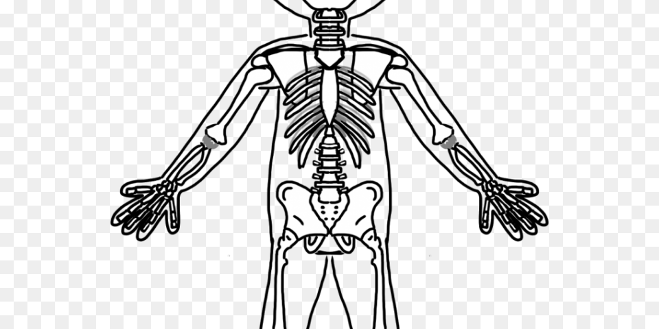 Bones Clipart Friendly Skeleton Skeletal System Skeleton Clipart, Adult, Female, Person, Woman Png