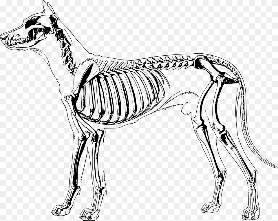 Bones Clipart Sketch Dog Dog Skeleton Anatomy, Gray Png Image