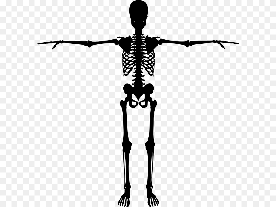 Bones Dead Figure Halloween Human People Person Silhouette Skeleton, Gray Png