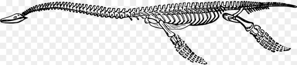 Bones Dinosaur Extinct Fossil Image, Gray Free Png Download
