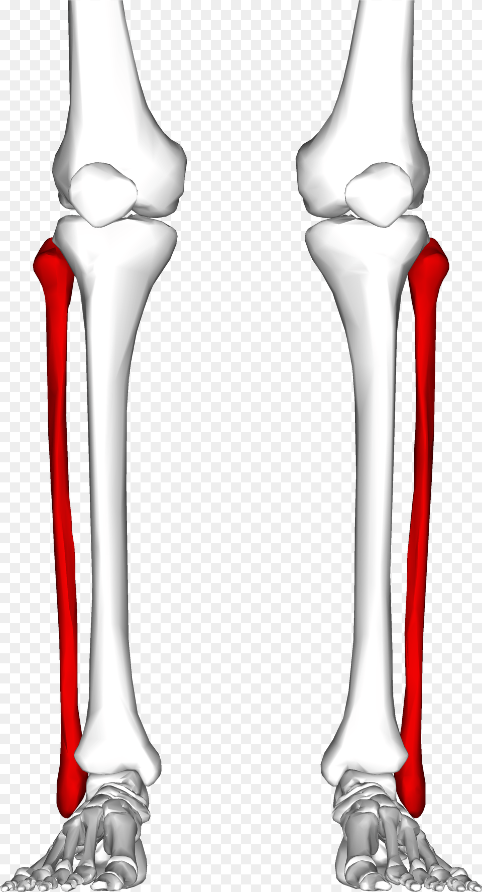 Bones In Leg, Person Free Png Download