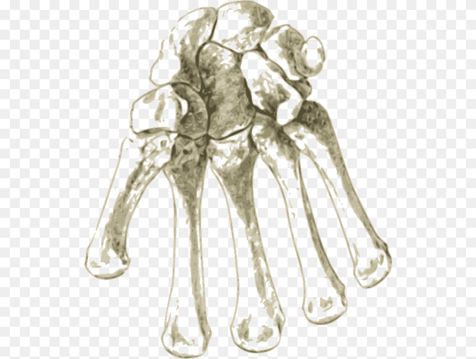 Bones In The Hand, Ct Scan, Person Png Image