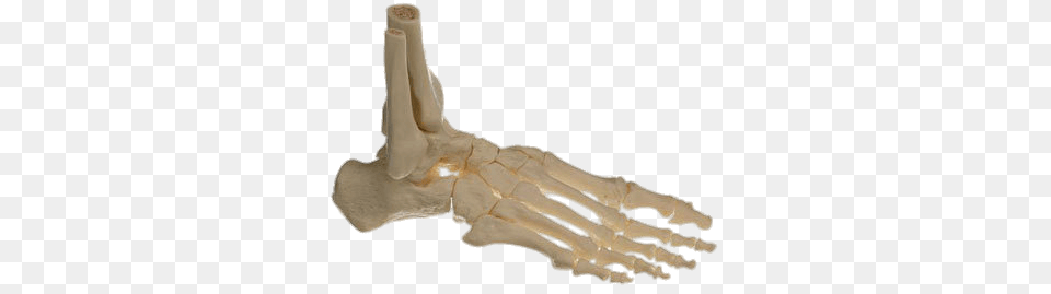 Bones Of The Foot, Smoke Pipe Png Image