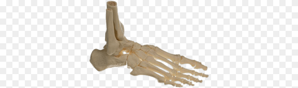 Bones Of The Foot Somso Skeleton Of The Foot Right Movable Joints, Smoke Pipe Png