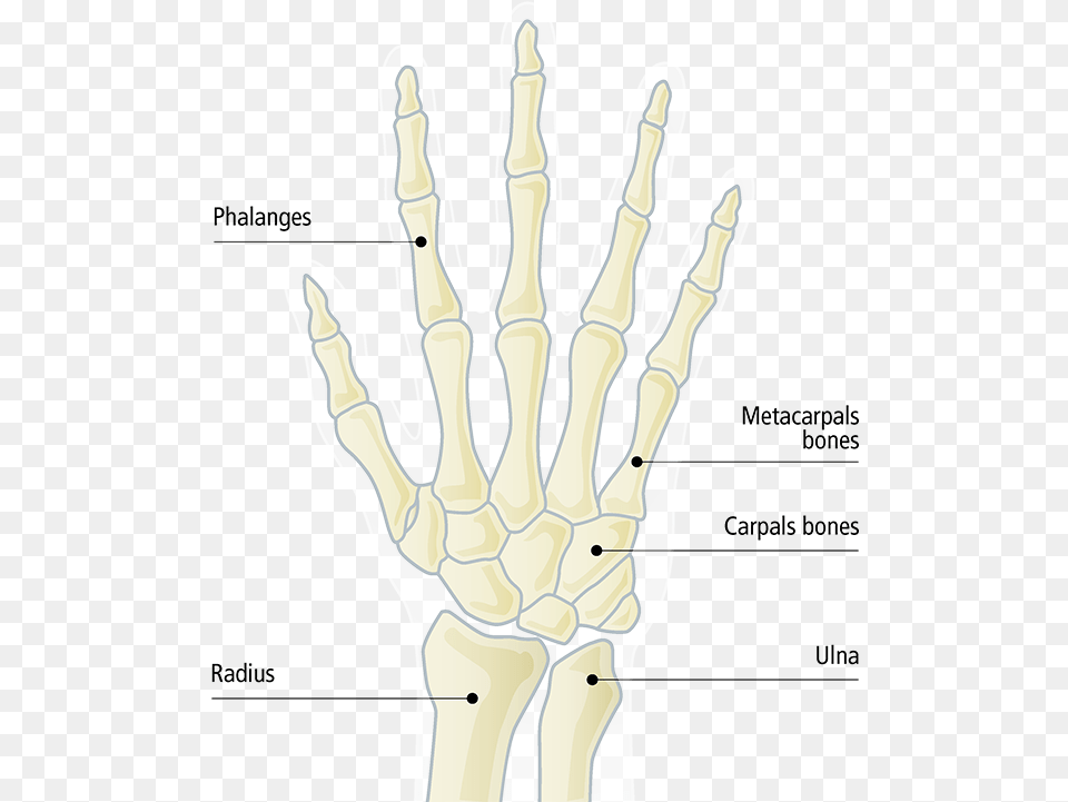 Bones Of The Forearm Radiography, X-ray, Person Png