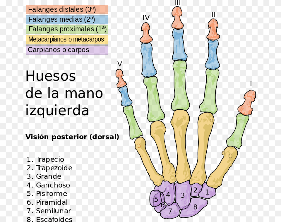 Bones Of The Hand, Chess, Game Free Png Download