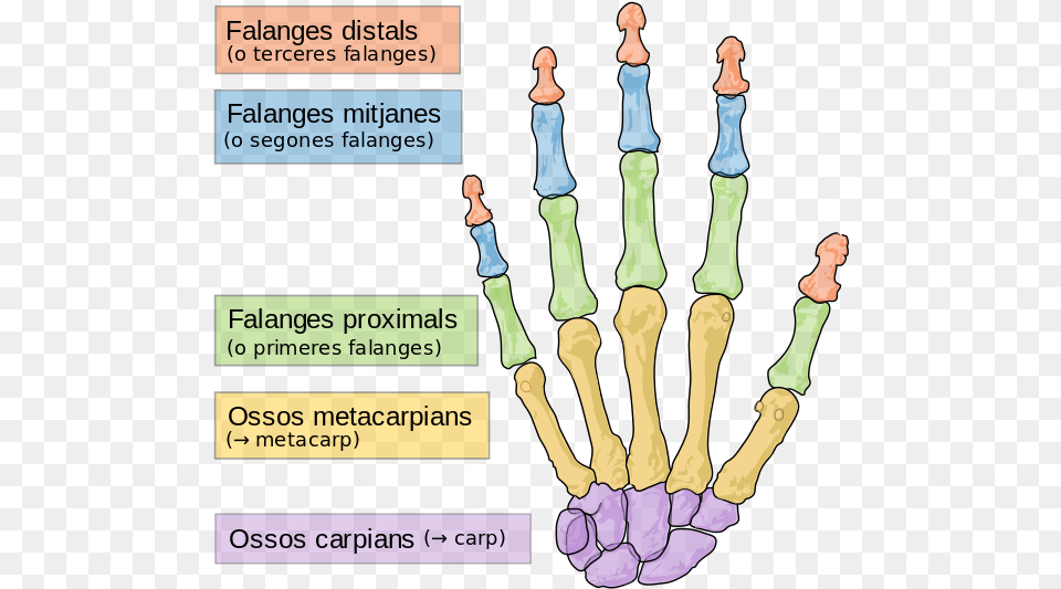 Bones Of The Hand, Chess, Game, Adult, Female Png