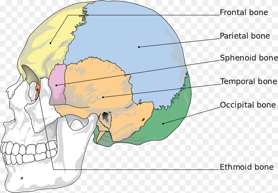 Bones Of The Skull, Chart, Plot, Head, Person Png Image