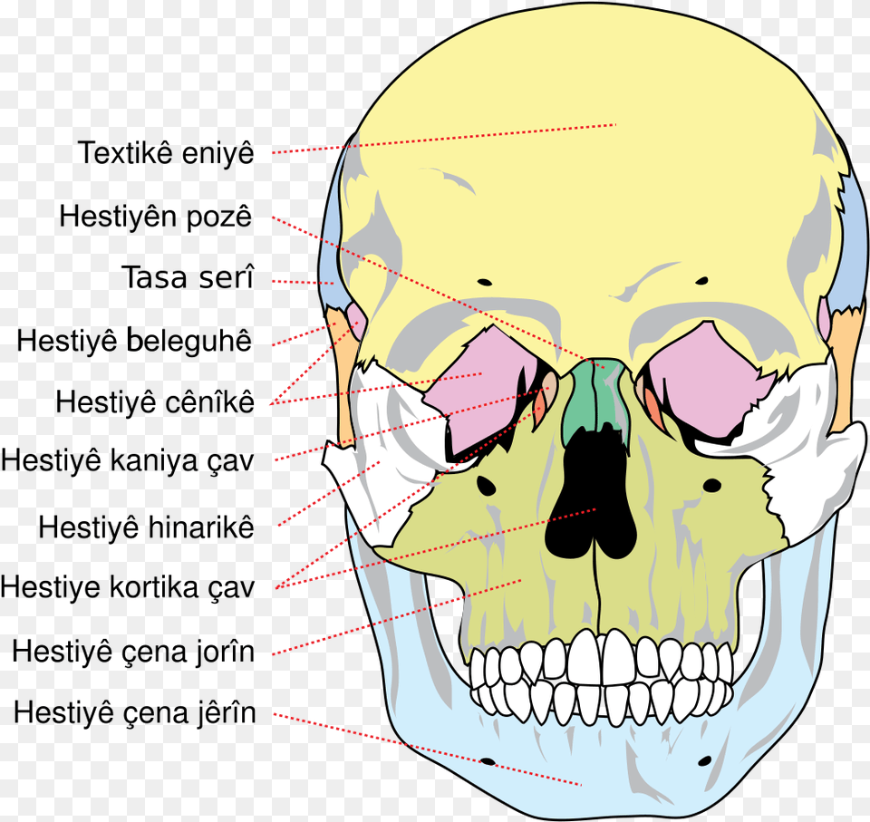 Bones Of The Skull, Body Part, Mouth, Person, Teeth Png Image