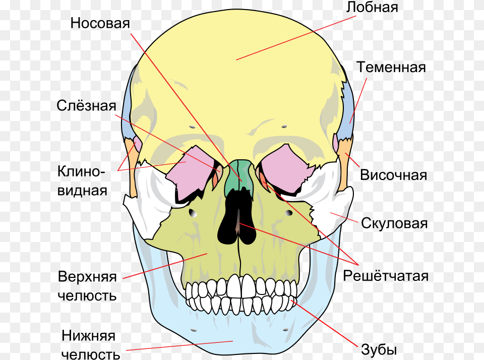 Bones Of The Skull Front, Body Part, Mouth, Person, Teeth Png Image