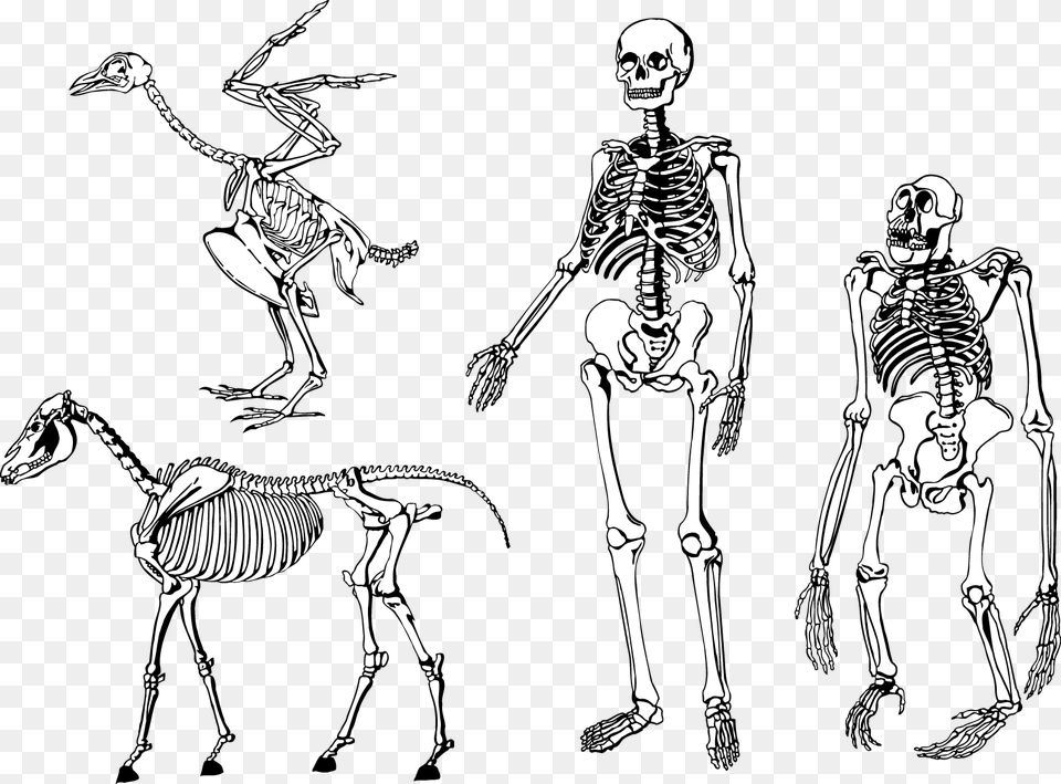 Bones Skeleton Vector Animal And Human Bones, Person, Antelope, Face, Head Png Image