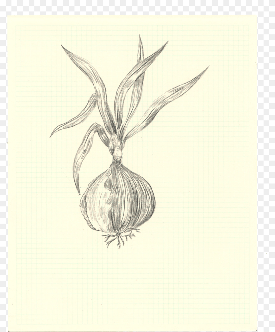 Bonfireapetit Onionscan Portable Network Graphics, Art, Drawing, Food, Produce Free Png